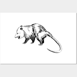 opossum Posters and Art